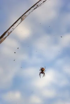 A large spider with a pattern on the abdomen sits on the fishing line Stock Photos