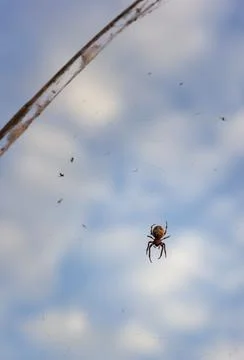 A large spider with a pattern on the abdomen sits on the fishing line Stock Photos