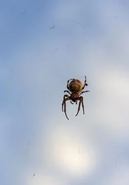 A large spider with a pattern on the abdomen sits on the fishing line Stock Photos