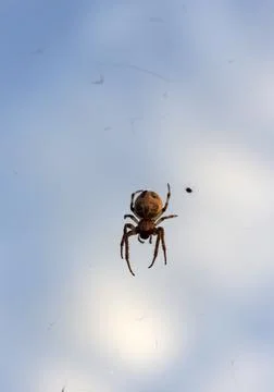 A large spider with a pattern on the abdomen sits on the fishing line Stock Photos