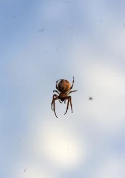 A large spider with a pattern on the abdomen sits on the fishing line Stock Photos