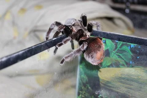 A large spider Stock Photos
