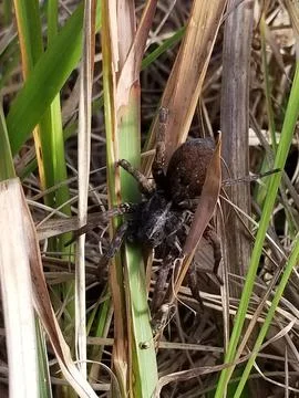 Large Spider 스톡 사진