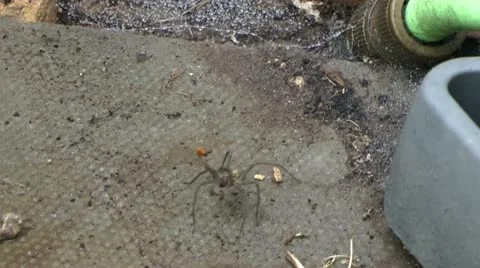 Large spider rearing up in defensive pose Stock-Footage 12408785