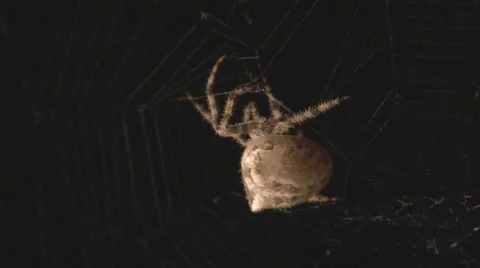 Large spider repairs web Stock Footage 8826545