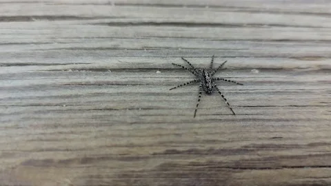 Large spider resting and then running its way Stock Footage 201854487