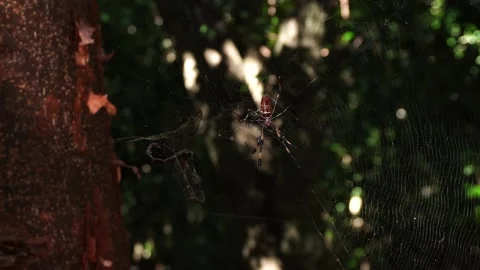A large spider rests in the center of its intricate web, anchored to a tree Stock Footage 332766628