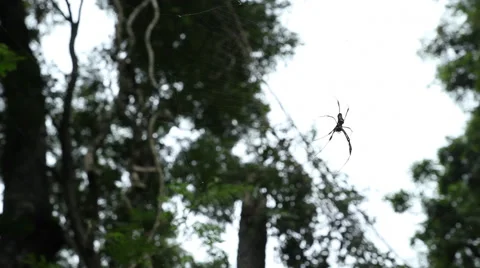 Large Spider Silhouette Stock Footage 45284455