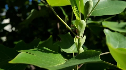 Large spider sits on green large leaves on branches of a tree on sunny day. Stock Footage 244044656
