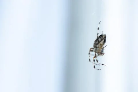 A large spider sits on its web Stock Photos
