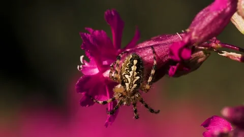 A large spider that sits sits with its back with a beautiful pattern. Creative Stock Footage 166381190