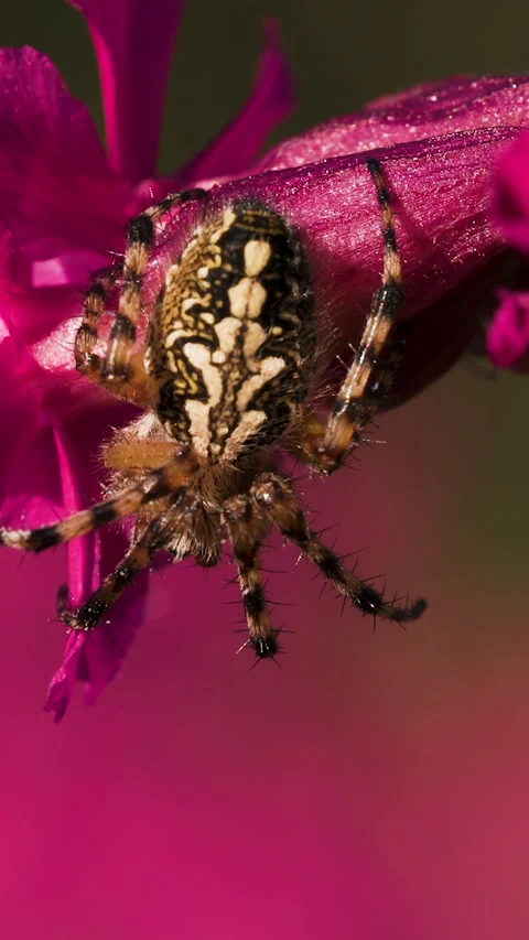 A large spider that sits sits with its back with a beautiful pattern. Creative Stock Footage 285715670