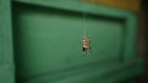 A large spider sits on a web on a green background. Trap for small insects. Stock-Footage 149241342