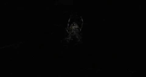 Large Spider Sitting in the Middle of the Web Stock Footage 93718934