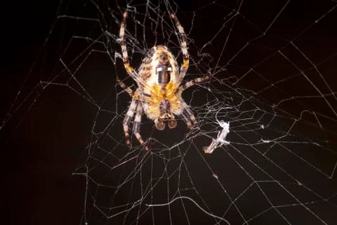 Large spider on a spiderweb Stock Photos