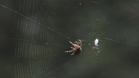 Large Spider Spinning Its Web Close Up Stock Footage 318044965