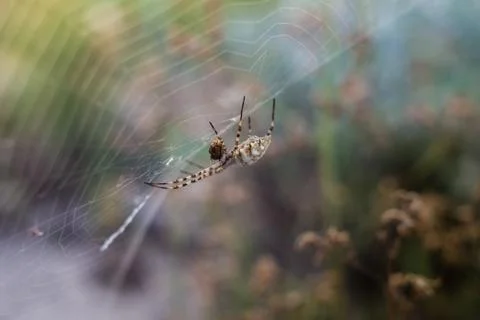 A large spider on a thin web and its victim Stock Photos