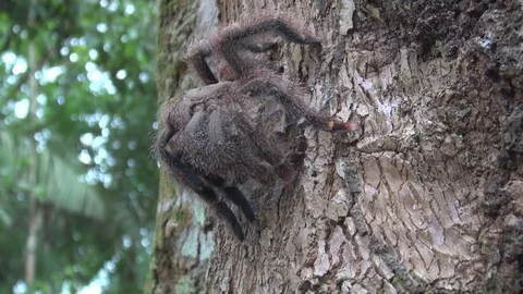 Large Spider on Tree with Ants in Tropical Forest HD Video Stock Footage 79538184