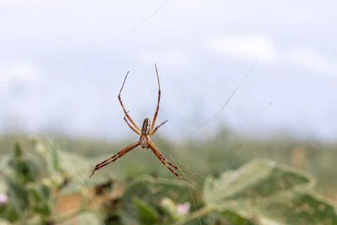 Large spider waiting in its web in a field 스톡 사진