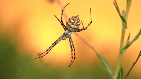 A large spider is waiting for prey sitting on a web on a bright background 動画素材 159585651