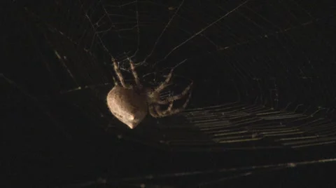 Large spider waits for prey Stock-Footage 8826478