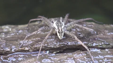 Large spider walking on wet log Stock Footage 65284107