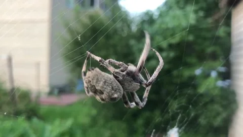 A large spider weaves a web, video macro. Stock Footage 167073943