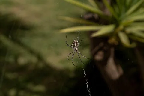 Large spider weaving spider web in the garden. tiger spider argiope lobata Foto stock