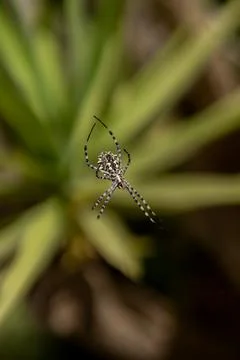Large spider weaving spider web in the garden. tiger spider argiope lobata Foto stock