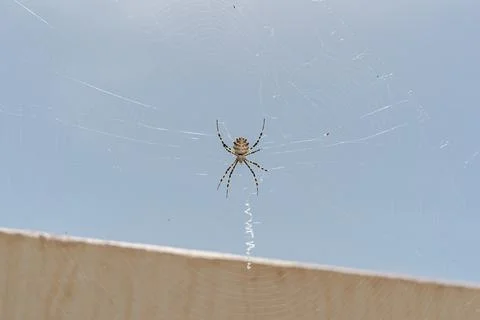 Large spider weaving spider web in the garden. tiger spider argiope lobata Foto stock