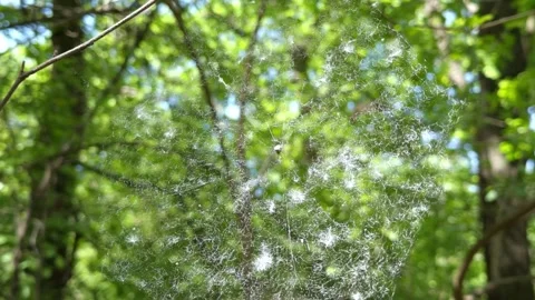 Large spider web against green forest foliage, thin threads gleaming in the.. Stock Footage 334656330