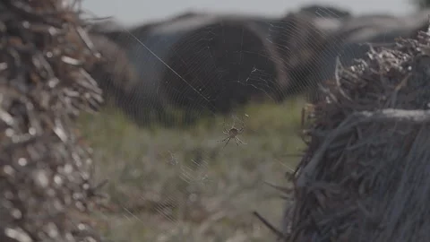 A large spider on a web amongst the haystacks. Video stock 139641600