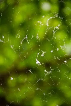 Large spider web with dew and fluff against a blurred green forest background Stock Photos