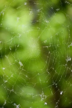 Large spider web with dew and fluff against a blurred green forest background Stock Photos