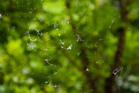 Large spider web with dew and fluff against a blurred green forest background Stock Photos