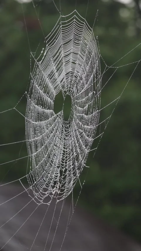 Large spider web with dewdrops hanging in air swaying in breeze Stock Footage 328808079