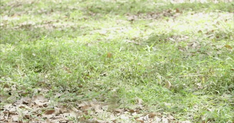 Large Spider on Web Stock Footage 56437069