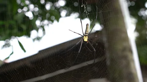 A large spider on the Web Stock Footage 91828082