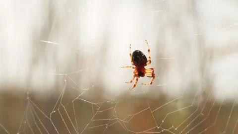 A large spider in a web in the forest. The wind stirs the cobwebs. Video stock 301701090