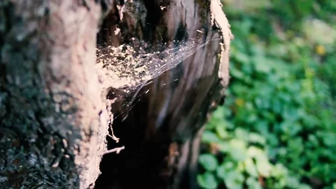 A large spider web in the garden Stock Footage 159585069