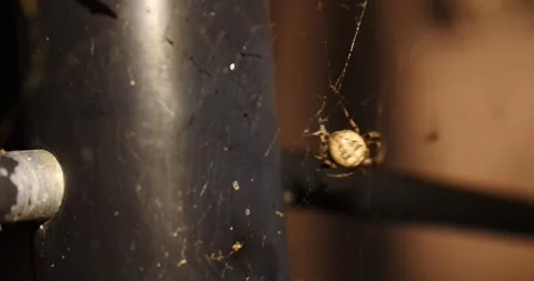 Large spider in web get spooked crawls into pipe orb Weaver spider close-up Stock Footage 205248644