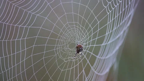 Large spider web on grass close up Video stock 315872469
