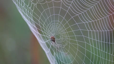 Large spider web on grass close up Видео 315873022