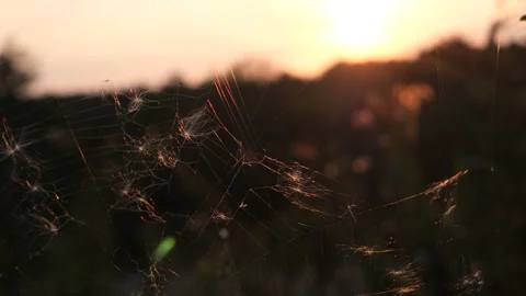 A large spider web hangs between wild plants in a field Stock Footage 164713356