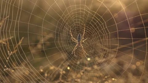 Large spider on a web. An interesting big web that a spider weaved in nature Stock Footage 166137067