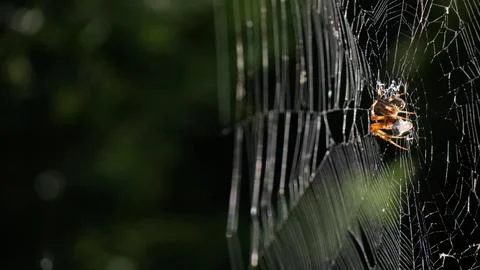 A Large Spider on a Web Stock Photos