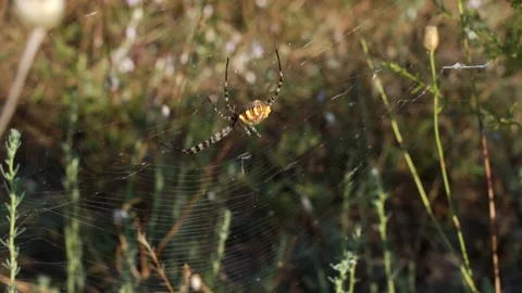 A large spider on a web sways in the wind in a meadow 動画素材 159645783