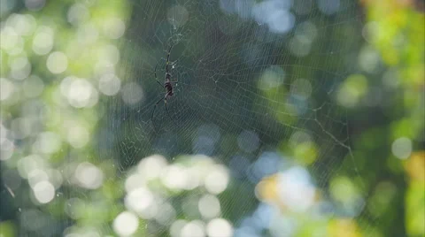 Large spider in web swinging in the wind in a forest Stock-Footage 58390194