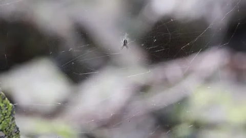 Large spider web on tree leaves close-up Stock Footage 315872095
