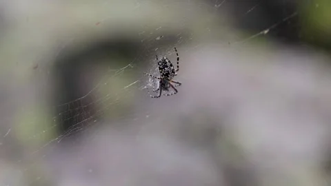 Large spider web on tree leaves close-up Видео 315872155